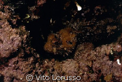 Fishs - Scorpaena porcus by Vito Lorusso 